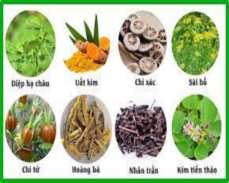 Các sản phẩm thuốc Nam